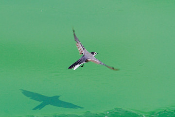White wagtail flies over the river and casts a shadow