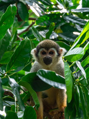Common Squirrel monkey in rainforest habitat