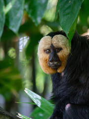 White Faced Saki Monkey, Guianan saki 