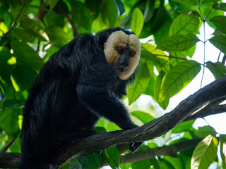 White Faced Saki Monkey, Guianan saki 