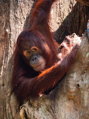 Captive Sumatran Orangutans (Orangutang, Orang-utang)