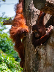 Captive Sumatran Orangutans (Orangutang, Orang-utang)