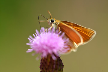 Small orange butterfly Essex Skipper (Thymelicus lineola) sitting on a thistle flower.