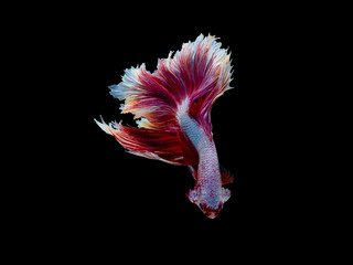 Action and movement of Thai fighting fish on a black background