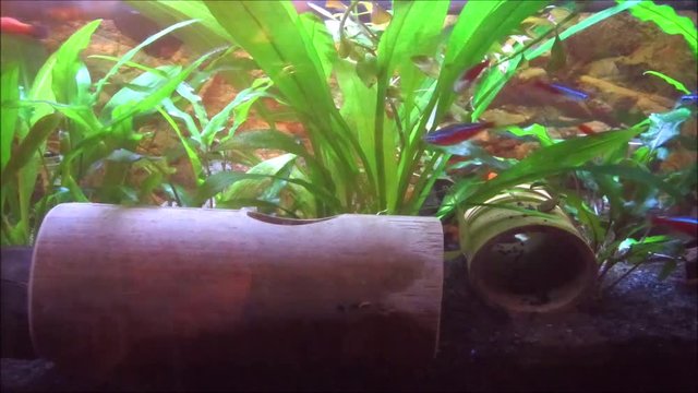 Zeitraffer Video Zierfische im Aquarium Antennenwels auf Tunnel