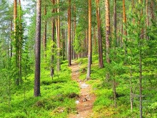 path in forest