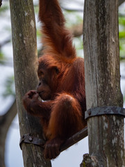 Captive Sumatran Orangutans (Orangutang, Orang-utang)