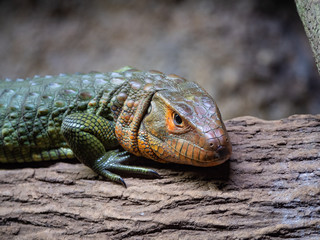 Caiman Lizard resting in tree