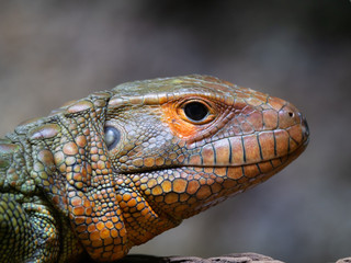 Caiman Lizard resting in tree