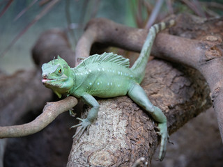 Green Basilisk lying on tree branch