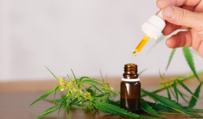 Hemp oil. Hand holding bottle of Cannabis oil against Marijuana plant. CBD oil pipette