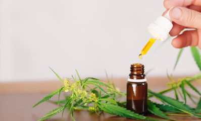 Hemp oil. Hand holding bottle of Cannabis oil against Marijuana plant. CBD oil pipette