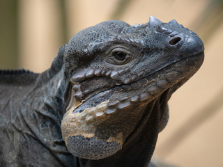 Captive large Rhino Iguana lizard  