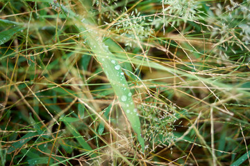 雨上がりの雑草・水玉・水滴