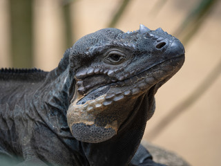 Captive large Rhino Iguana lizard  