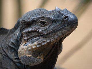 Captive large Rhino Iguana lizard  