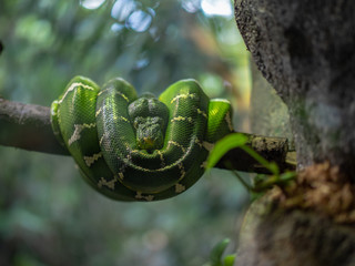 Green Tree Python wrapped around branch