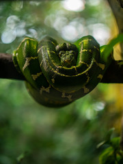 Green Tree Python wrapped around branch