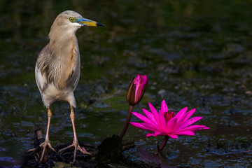 Indian Pond Heron standing next to water Lily