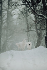 white dog Maremma in the forest in the mountains in nature