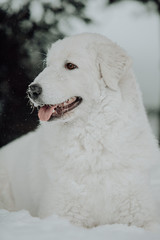 white dog Maremma in the forest in the mountains in nature