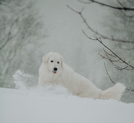 white dog Maremma in the forest in the mountains in nature