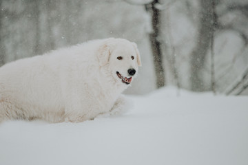white dog Maremma in the forest in the mountains in nature