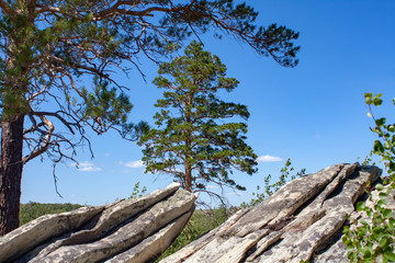 coniferous trees on the rock