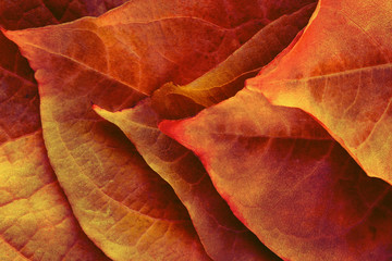 stack of bright color autumn leaves as background, macro