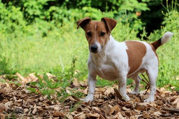 beautiful small brown and white jack russell terrier is standing in the garden 