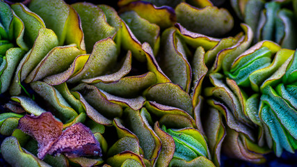 closeup of Salvinia molesta, invasive floating plant species