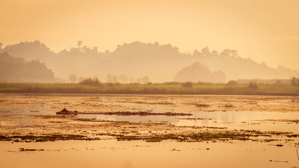 beautiful landscape of swamp and forest surround. the water level is drop during dry season