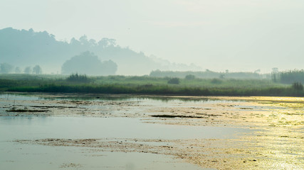 beautiful landscape of swamp and forest surround. the water level is drop during dry season