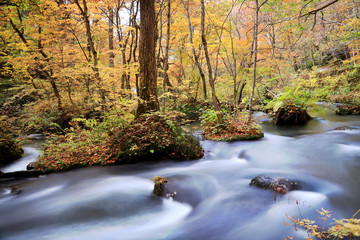 Water stream flowing through the colorful autumn forest with fallen leaves on Oirase walking trail...