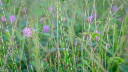 wild flower in the meadow. natural background