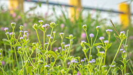 beautiful wild flower in the meadow. natural background