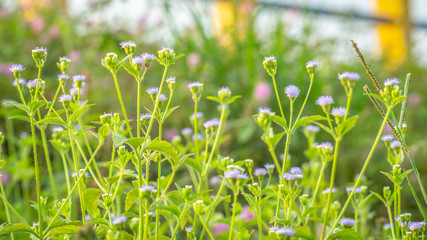 beautiful wild flower in the meadow. natural background