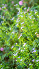 beautiful wild flower in the meadow. natural background