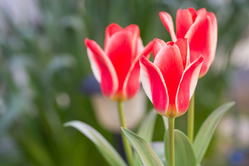 チューリップの花　春イメージ