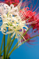 彼岸花　秋イメージ