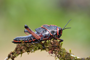 Purple Lubber Grasshopper on moss branch
