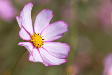 コスモス畑　秋イメージ