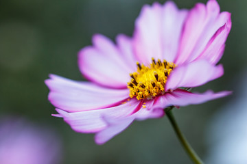 Obraz premium コスモス畑 秋イメージ