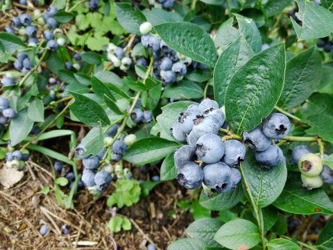 Una pianta di mirtilli carica di frutti