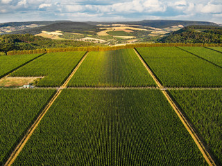 Hops field, Saaz hops, view from drone
