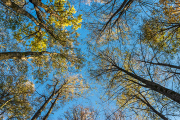 View of the trees below the crown