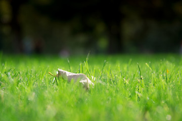 juicy green grass color. beautiful lawn. nice background screensaver. Leaf on the lawn.