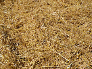 golden yellow straw after harvest