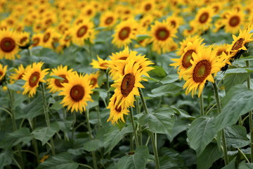 Fototapeta premium It has become the best time to see sunflowers.