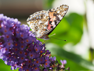 macro photo of a butterfly on butterfly lilac